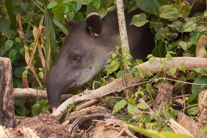 Gebied Caño Cureñita in het groeiende Reservaat van Oasebos