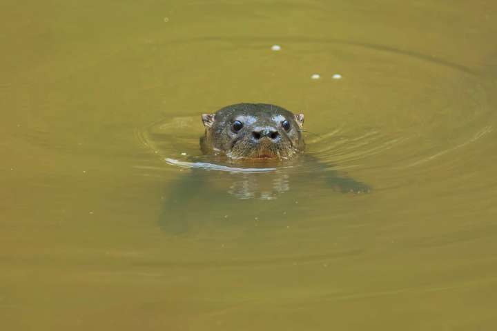 Otter in het oorsprongsgebied El Salto