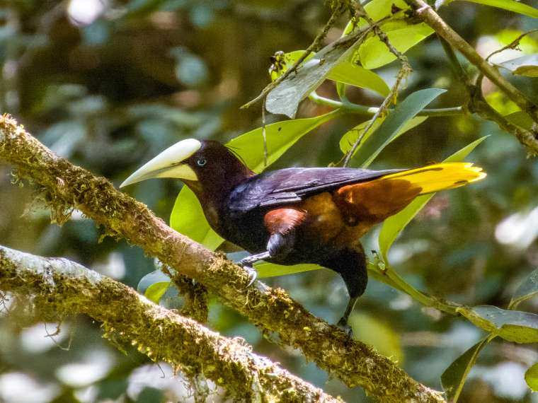 Oropendola in Costa Rica