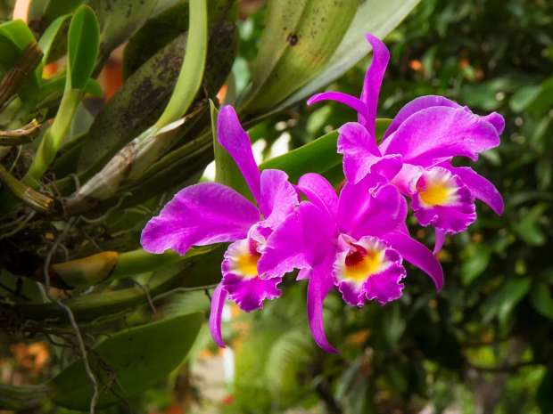 Dieproze Guaria Morada orchidee