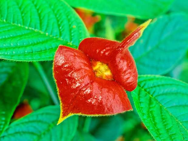 Psychotria elata, bekend als hot lips, met vuurrode schutbladeren