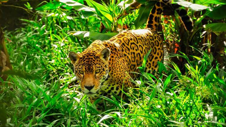 Jaguar met gevlekte vacht