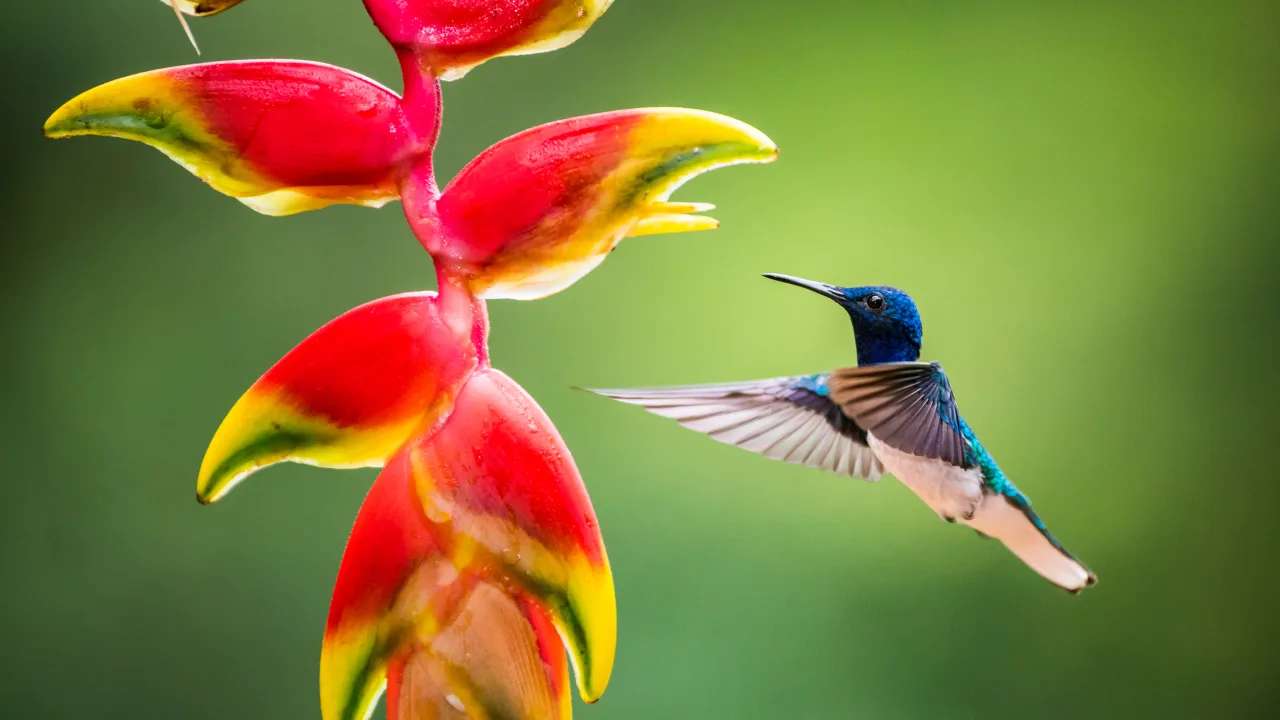 Kolibrie bij een rode heliconiabloem in Costa Rica