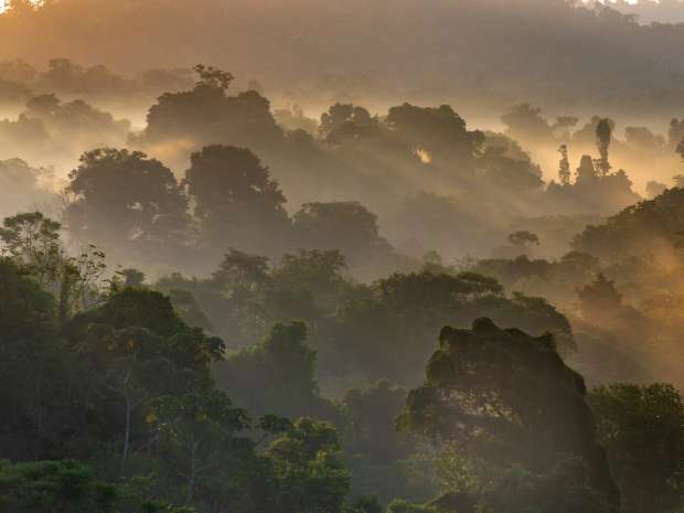 Mistig regenwoud in Costa Rica met ochtendlicht tussen de bomen