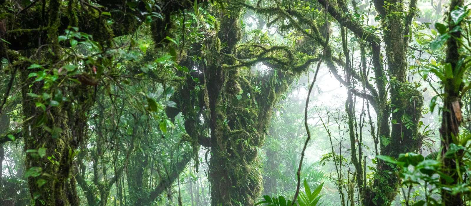 Dicht nevelwoud met bemoste bomen in Costa Rica